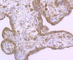 NLRP3 Antibody in Immunohistochemistry (Paraffin) (IHC (P))
