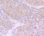 NLRP3 Antibody in Immunohistochemistry (Paraffin) (IHC (P))