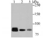 NLRP3 Antibody in Western Blot (WB)