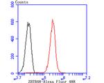 ZBTB48 Antibody in Flow Cytometry (Flow)