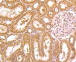 ZBTB48 Antibody in Immunohistochemistry (Paraffin) (IHC (P))