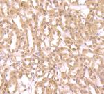 ZBTB48 Antibody in Immunohistochemistry (Paraffin) (IHC (P))
