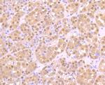 ZBTB48 Antibody in Immunohistochemistry (Paraffin) (IHC (P))