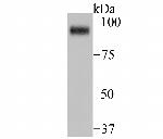 FAP Antibody in Western Blot (WB)