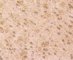 TrkA Antibody in Immunohistochemistry (Paraffin) (IHC (P))