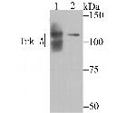 TrkA Antibody in Western Blot (WB)