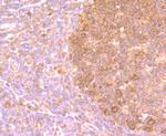 PFAS Polyclonal Antibody