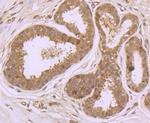 PFAS Antibody in Immunohistochemistry (Paraffin) (IHC (P))