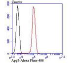 ATG7 Antibody in Flow Cytometry (Flow)