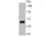 FOXF2 Polyclonal Antibody