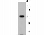 Fusion glycoprotein F0 Polyclonal Antibody
