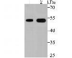 VDR Polyclonal Antibody