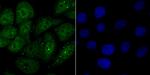 NEDD8 Antibody in Immunocytochemistry (ICC/IF)