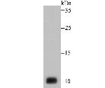 NEDD8 Antibody in Western Blot (WB)