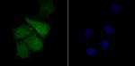 TLE6 Polyclonal Antibody