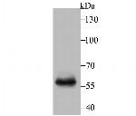 T-bet Polyclonal Antibody