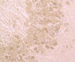 BHLHB9 Antibody in Immunohistochemistry (Paraffin) (IHC (P))