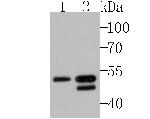 BHLHB9 Antibody in Western Blot (WB)