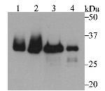 Fibrillarin Polyclonal Antibody