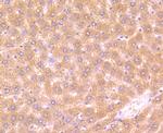 FBXL18 Antibody in Immunohistochemistry (Paraffin) (IHC (P))