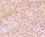 FBXL18 Antibody in Immunohistochemistry (Paraffin) (IHC (P))