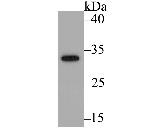 GFP Antibody in Western Blot (WB)