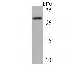 mAID Tag Polyclonal Antibody