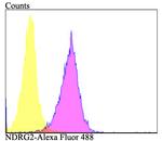 NDRG2 Antibody in Flow Cytometry (Flow)