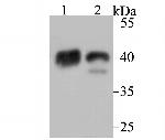 NDRG2 Antibody in Western Blot (WB)