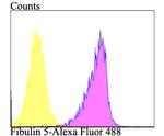 Fibulin 5 Antibody in Flow Cytometry (Flow)