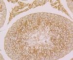 Fibulin 5 Antibody in Immunohistochemistry (Paraffin) (IHC (P))