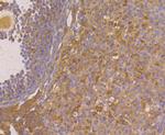Fibulin 5 Antibody in Immunohistochemistry (Paraffin) (IHC (P))