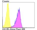 GSR Antibody in Flow Cytometry (Flow)