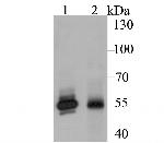 GSR Antibody in Western Blot (WB)
