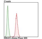 ERGIC3 Antibody in Flow Cytometry (Flow)