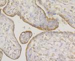 ERGIC3 Antibody in Immunohistochemistry (Paraffin) (IHC (P))