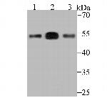 ERGIC3 Antibody in Western Blot (WB)