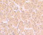 UAP1 Antibody in Immunohistochemistry (Paraffin) (IHC (P))