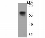 UAP1 Antibody in Western Blot (WB)