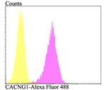 CACNG1 Antibody in Flow Cytometry (Flow)