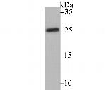 CACNG1 Antibody in Western Blot (WB)
