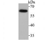 ASIC1 Antibody in Western Blot (WB)