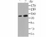KIF3A Antibody in Western Blot (WB)