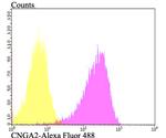 CNGA2 Antibody in Flow Cytometry (Flow)