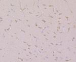 CNGA2 Antibody in Immunohistochemistry (Paraffin) (IHC (P))