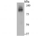 CNGA2 Antibody in Western Blot (WB)