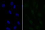APR3 Polyclonal Antibody