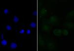 APR3 Antibody in Immunocytochemistry (ICC/IF)