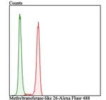 CP013 Antibody in Flow Cytometry (Flow)