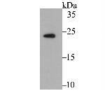 CP013 Antibody in Western Blot (WB)